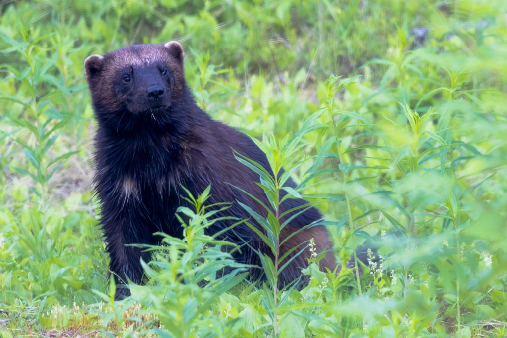 A wolverine sits in the tall grass and looks into the camera.