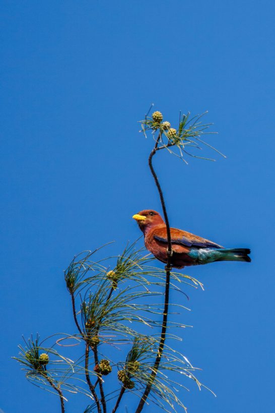 A African Broad-billed Roller sits on a tree branch in front of clear blue sky.