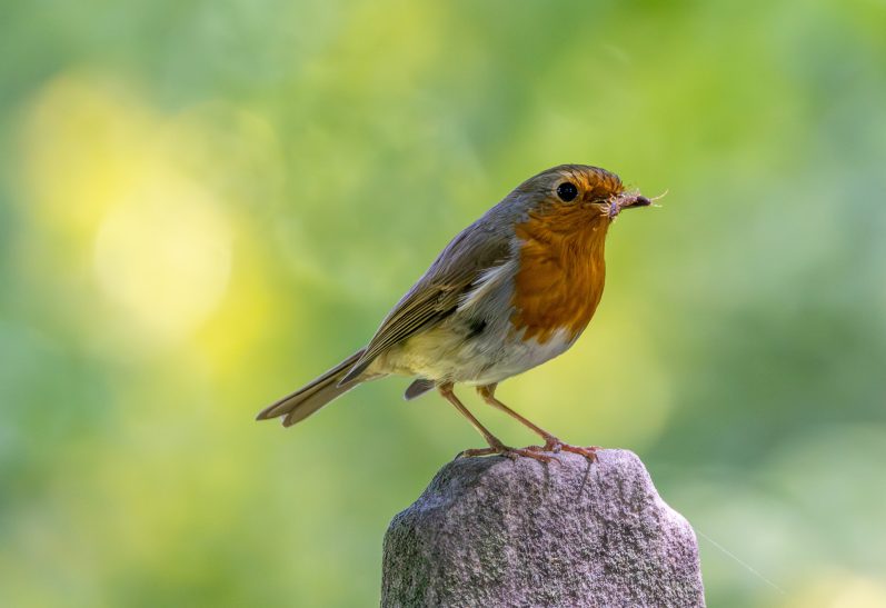 A robin sits on a post with blurred, green surroundings.