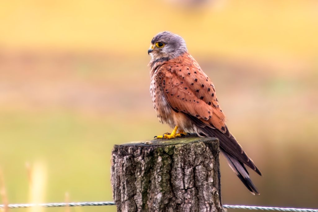 A kestrel sits on a tree stump with yellow feet and spotted plumage.