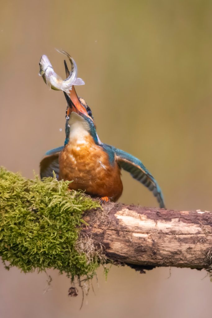 Eisvogel mit einem Fisch im Schnabel auf einem Ast sitzend.