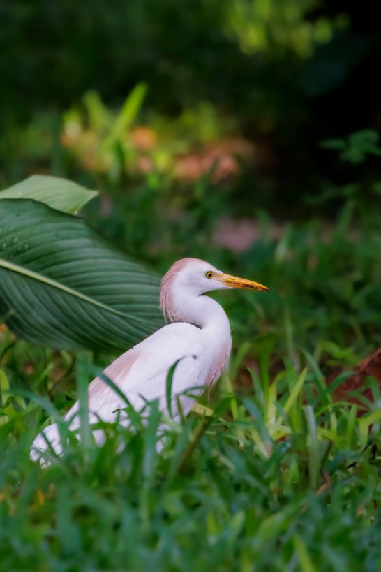 A cattle egret stands in the grass, surrounded by green vegetation.