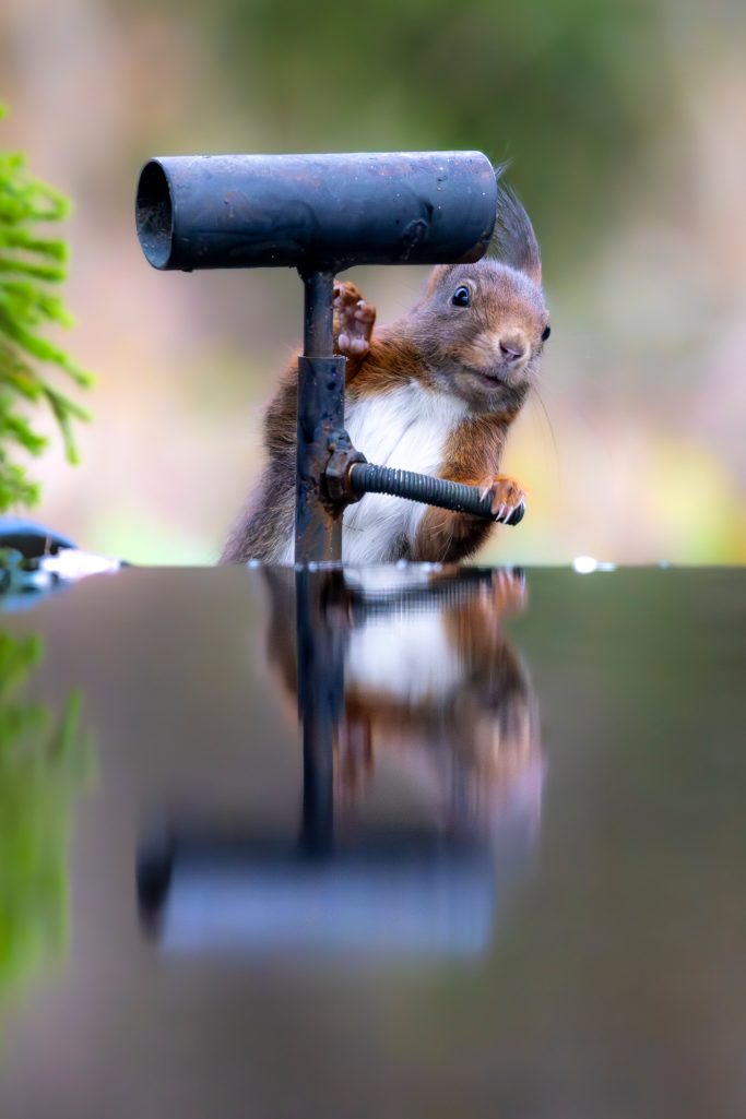 Eichhörnchen mit einer Metallstange, das auf einer reflektierenden Oberfläche sitzt.