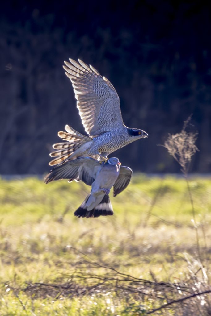 Ein Habicht hat eine Taube gefangen und schwebt über einem grünen Feld mit verschwommenem Hintergrund.