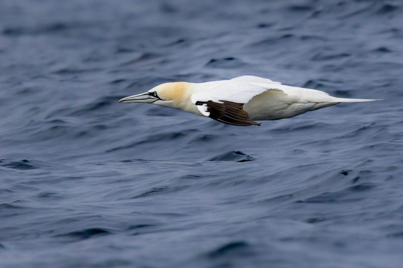 A gannet flies over the water, with yellow head and white feathers.