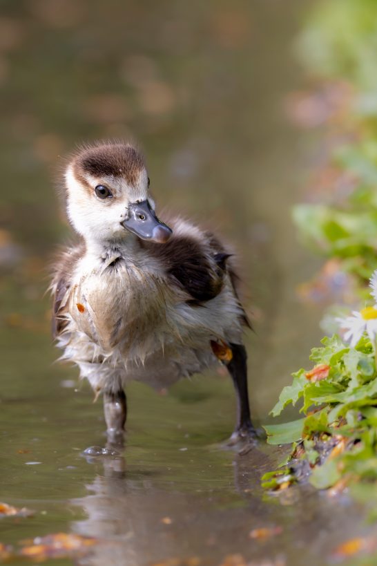 Junges Entenküken steht im Wasser zwischen buntem Laub.