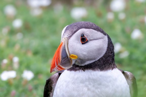 Papageientaucher mit buntem Schnabel auf grünem Hintergrund voller Blumen.