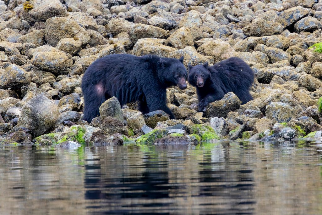 Two black bears stand on stones on the shore of a body of water.