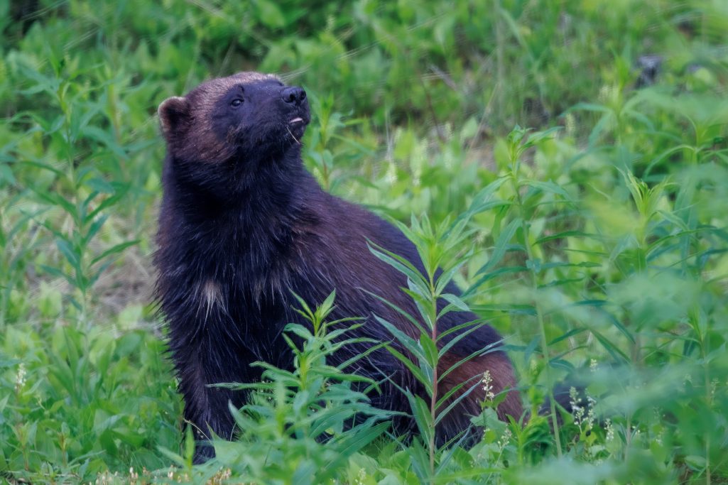 A wolverine sits in the high grass and looks up.