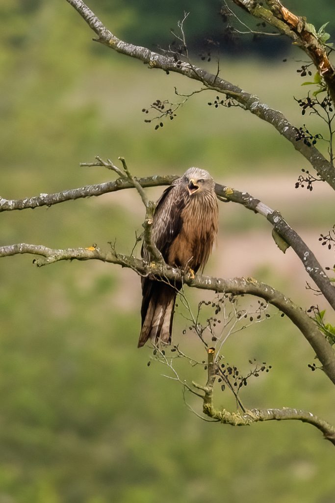 A black kite sits on a branch, surrounded by green countryside.