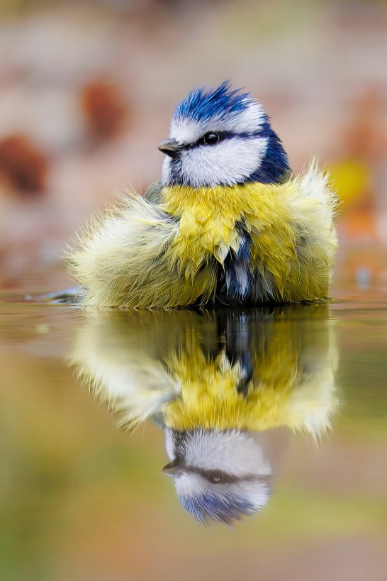 Blue tits with colourful plumage are reflected in the water.