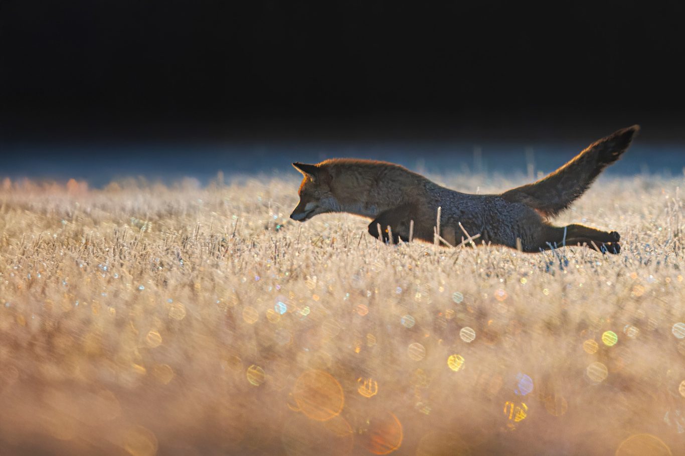 Ein Fuchs springt über einen glitzernden Feldboden im Morgenlicht.