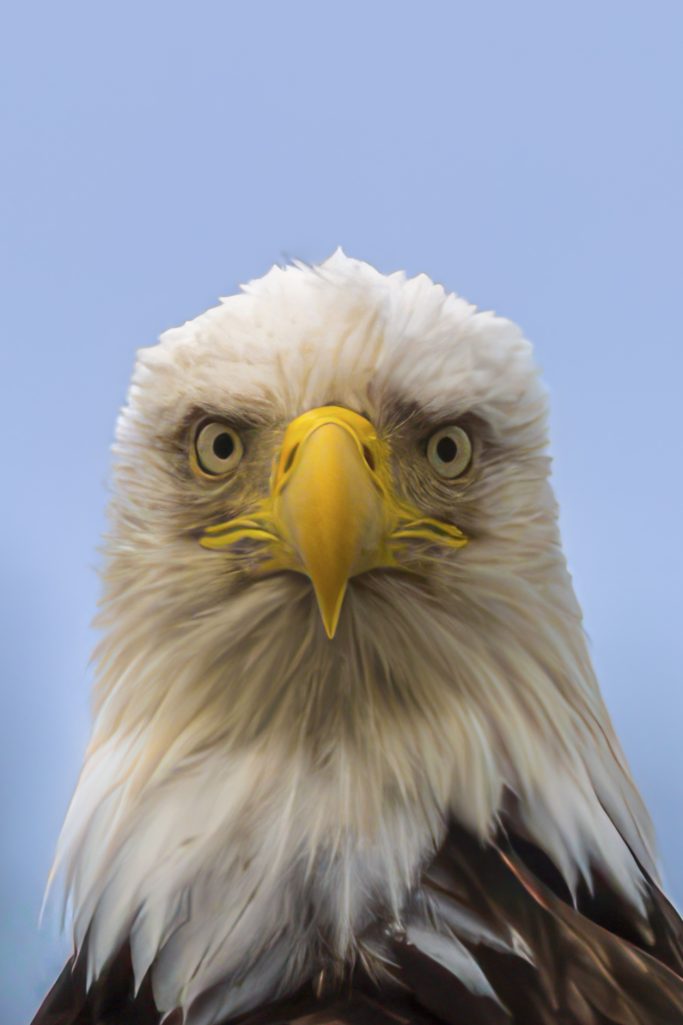 Ein majestätischer Weißkopfseeadler mit intensivem Blick vor blauem Himmel.