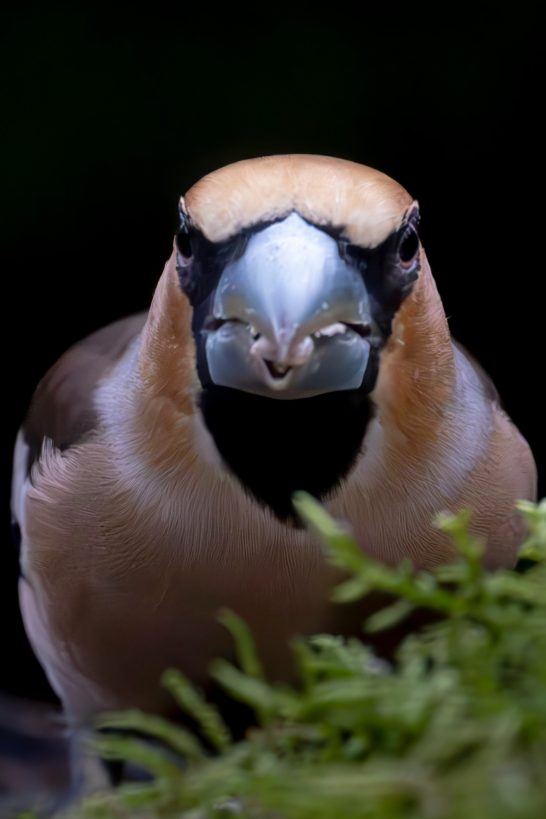 A Hawfinch with an orange head, black chest and green background.