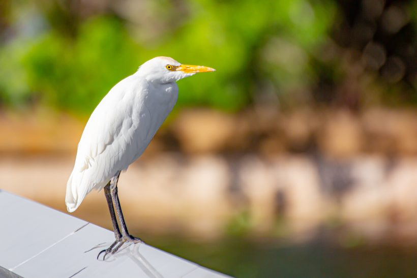 Cattle Egret with yellow beak stands on a pole against a green background.