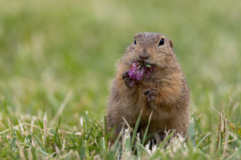 Ein kleiner Ziesel sitzt im Gras und hält ein Stück mit Blumen in seinen Vorderpfoten.