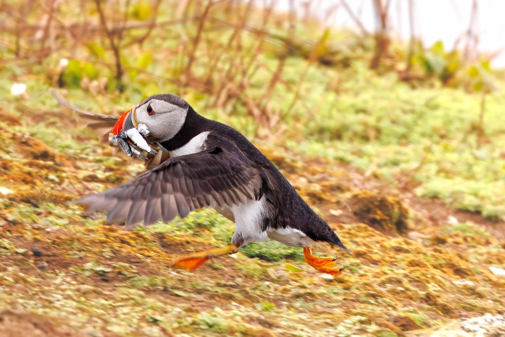 Puffin with fish in the beak, runs over a grassy soil.