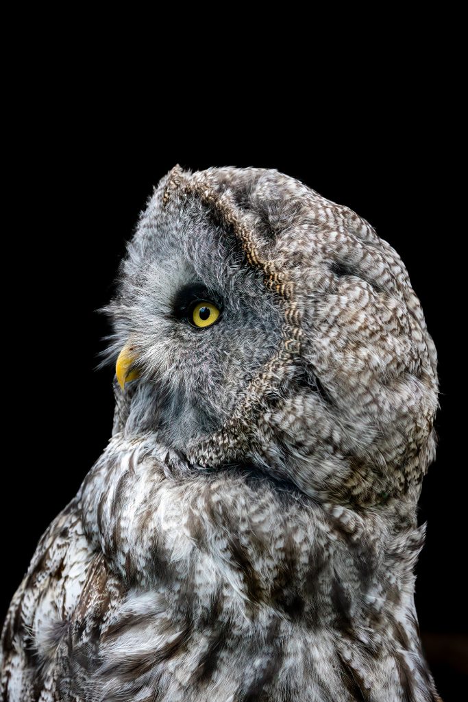 A close view of a Great Grey Owl with yellow eyes against a dark background.