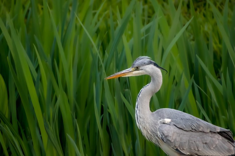 A grey heron is facing green, high grasses.