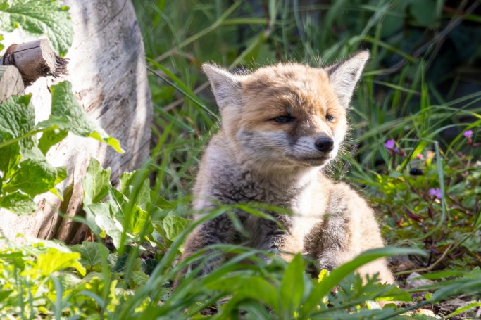 Fox puppy sitting in the grass between plants and flowers.