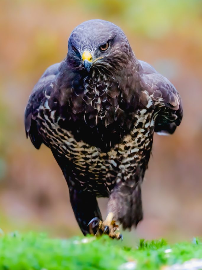 Mäusebussard mit gelbem Schnabel auf einem grünen Untergrund.