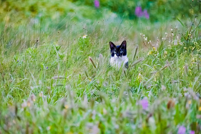 Schwarz-weiße Katze, die im hohen Gras sitzt und neugierig schaut.