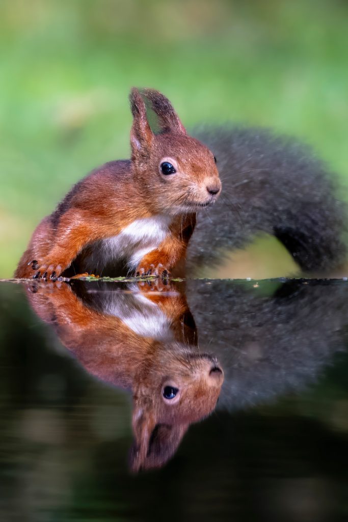 Eichhörnchen mit spiegelbild im Wasser, auf einem natürlichen Hintergrund.