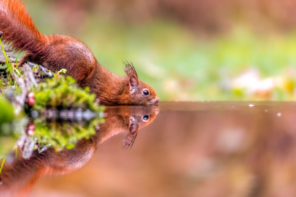 Eichhörnchen trinkt Wasser und spiegelt sich im ruhigen Gewässer.