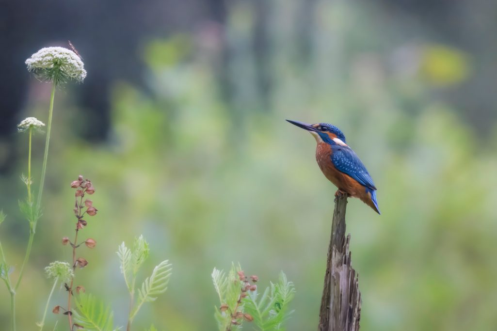 Eisvogel sitzt auf einem Holzstumpf vor einer verschwommenen, grünen Hintergrundlandschaft.