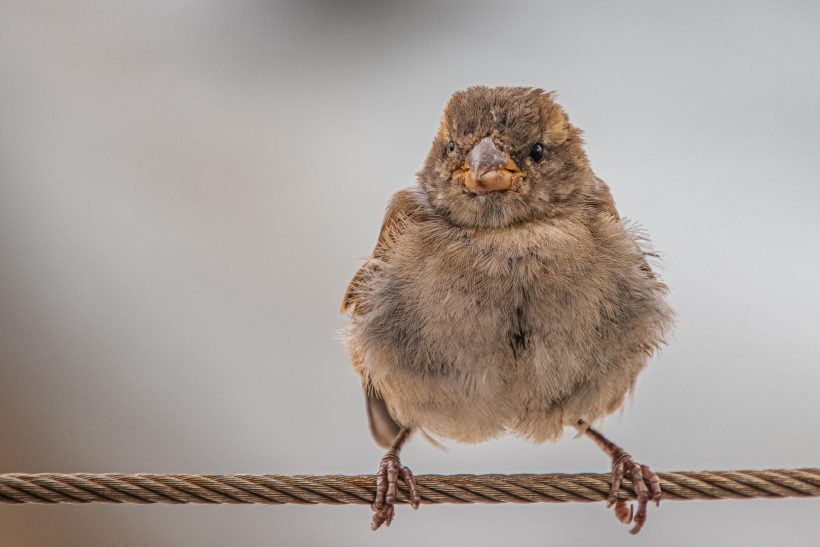 A small house sparrow sits on a string and looks forward.