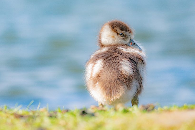 Chicks with brown and white suspension sits on the banks of a body of water.