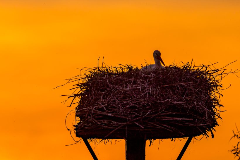 A stork is sitting in a nest in front of an orange sunset.