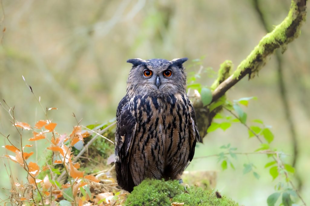 An eagle owl sits on a moss-covered tree trunk in a natural environment.