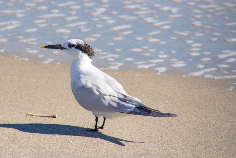 A sandwich tern is located on the beach, near the water, with white plumage and dark head.