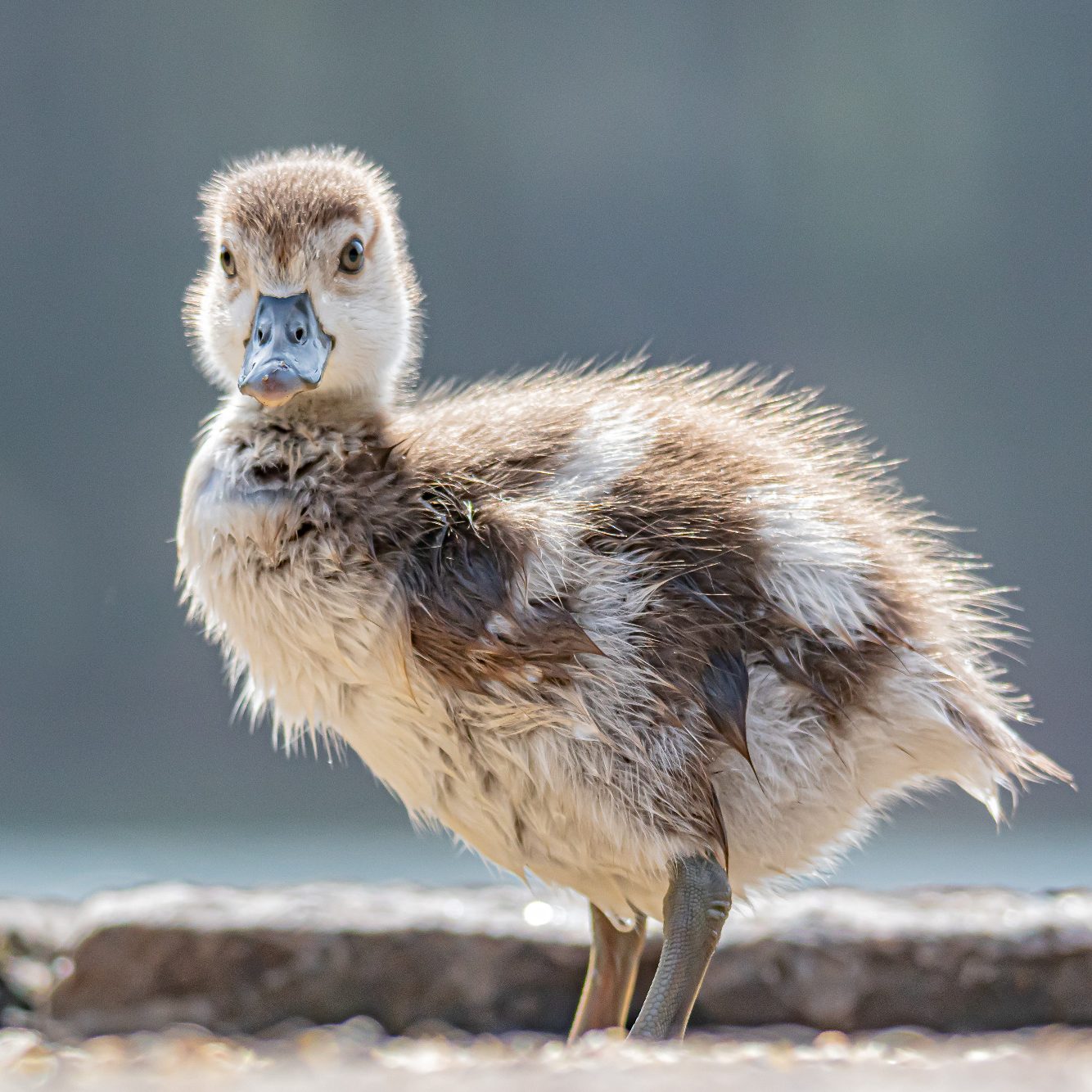 Young duckling with fluffy, brown-white plumage stands on the shore.