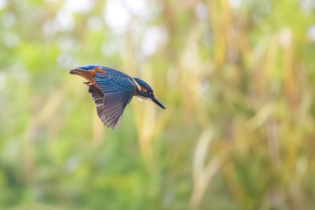 Fischreiher in voller Flugpose vor unscharf grünem Hintergrund.