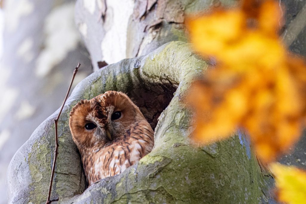 A brown owl sits in a tree cave, surrounded by autumn leaves.