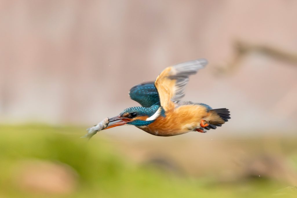 Kingfisher in flight with a fish in the beak.