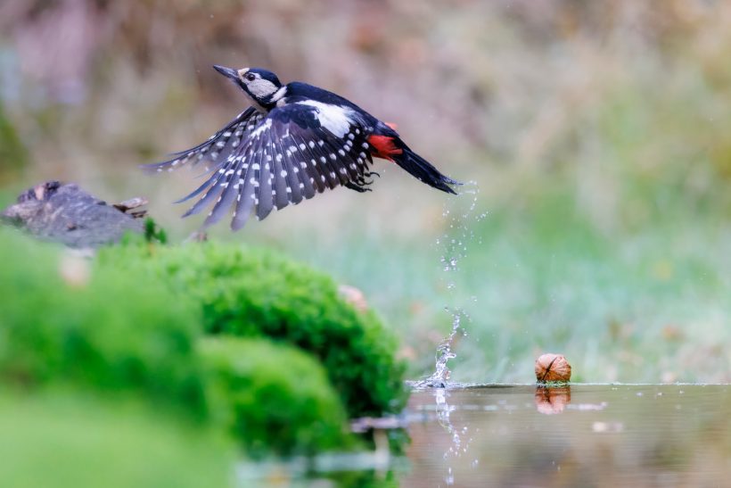 Great spotted woodpecker flies over a moss-covered shore on a calm water.