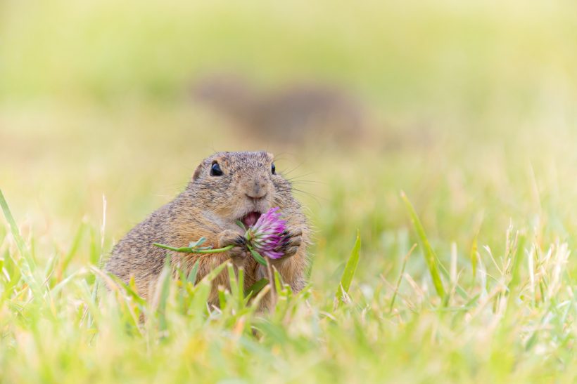 A ground squirrel sits in the grass and holds a purple flower in the front paws.