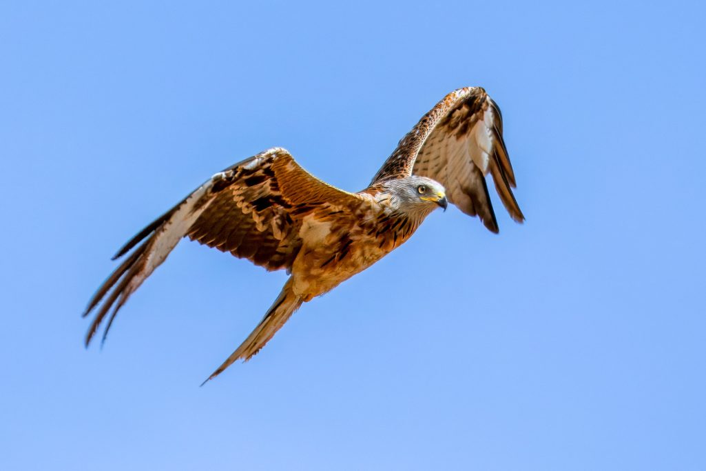 A Red Kite floats with wings spread out in clear, blue sky.