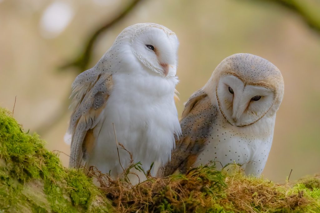 Two barn owls sit on a moss-covered branch, one with brown and one with white plumage.