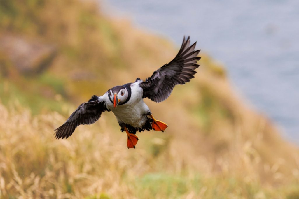 Ein fliegender Papageitaucher mit orangefarbenen Füßen über grünem Gras.