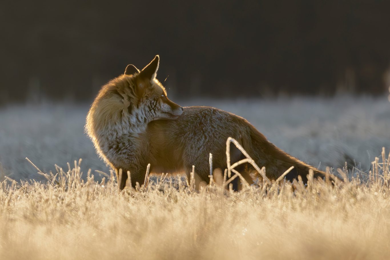 Ein Fuchs steht im Morgenlicht auf einer frostigen Wiese und blickt nach hinten.