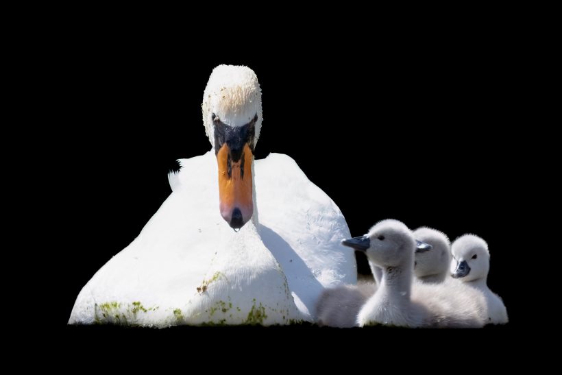 Eine Schwäne mit ihren Küken auf dem Nest, auf einem schwarzen Hintergrund.