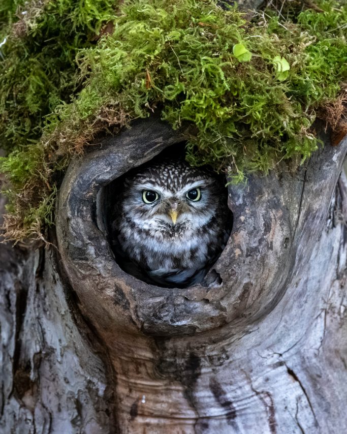 A stone owl looks out of a tree trunk, surrounded by moss.