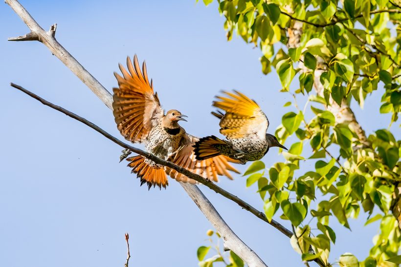 Two Common Flickers float with spread-out wings above a branch.