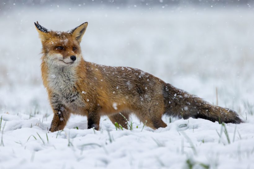 Ein roter Fuchs steht im Schnee, während Schneeflocken fallen.