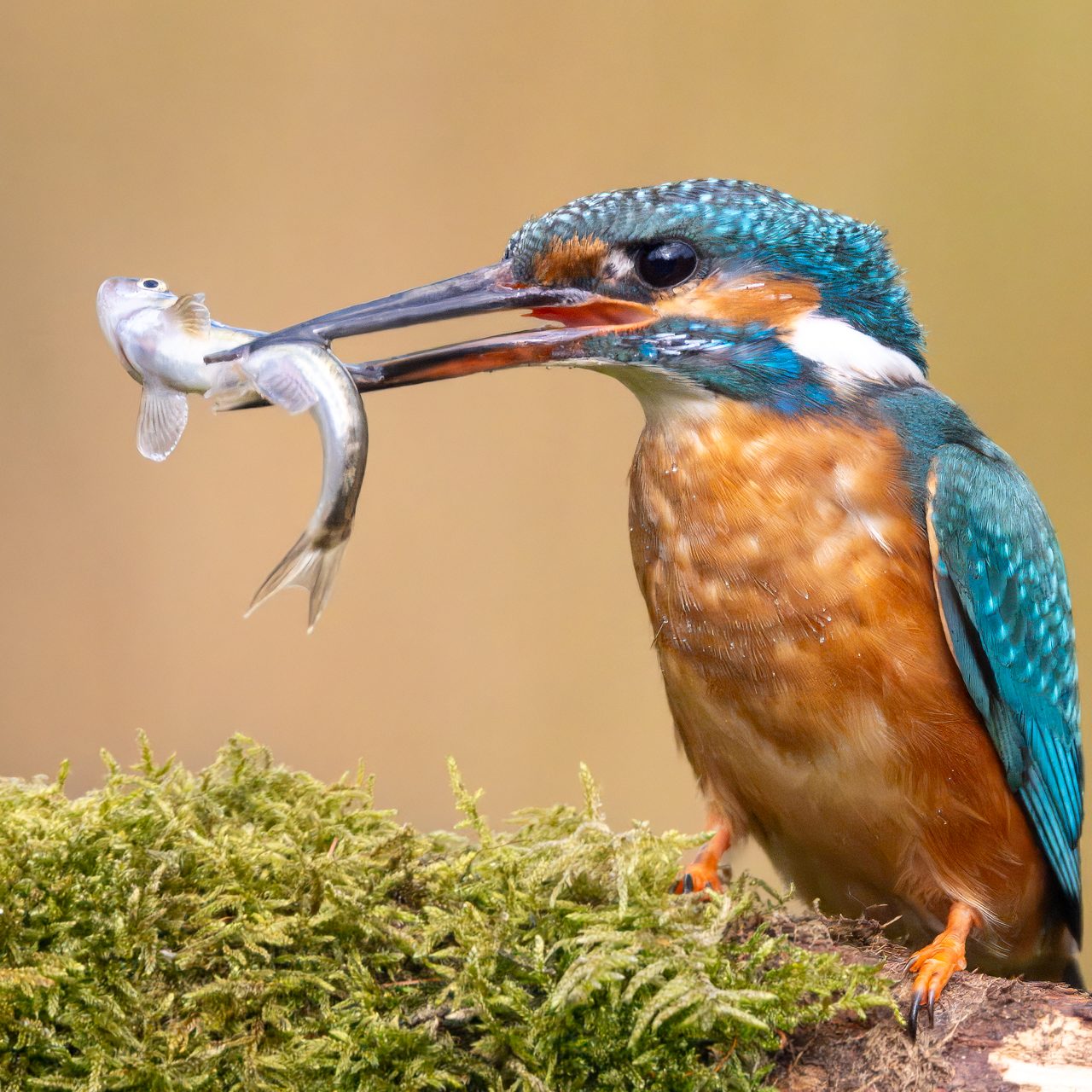 Ein Eisvogel hält einen kleinen Fisch im Schnabel, auf einem moosbedeckten Ast.