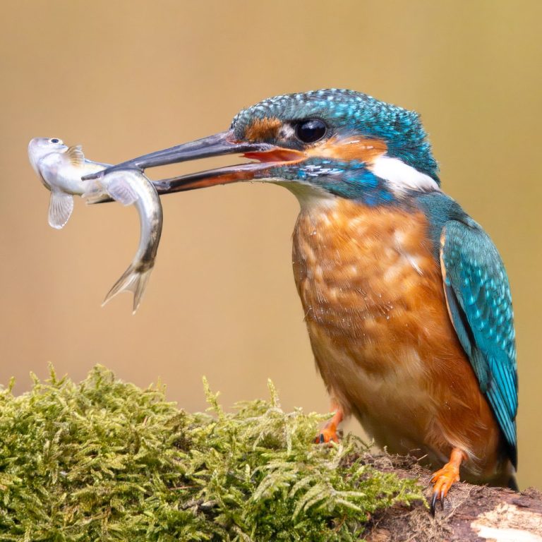 Eisvogel mit einem Fisch im Schnabel, sitzt auf einem moosbedeckten Ast.